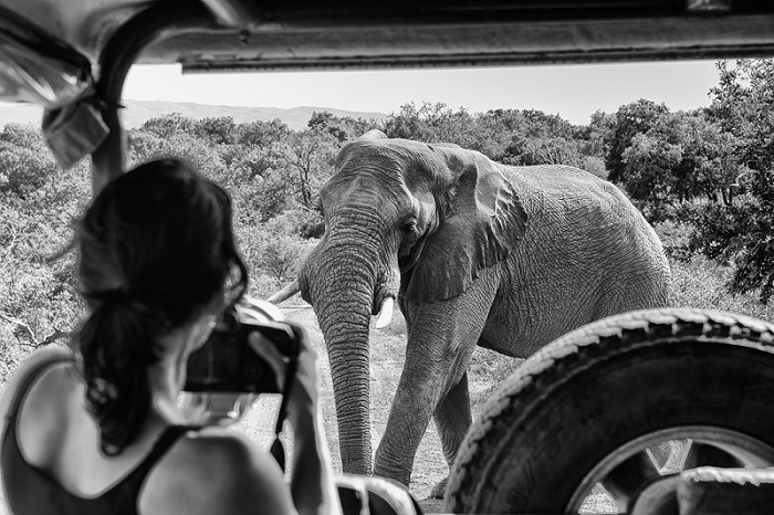 elephant and woman - Crew Connection