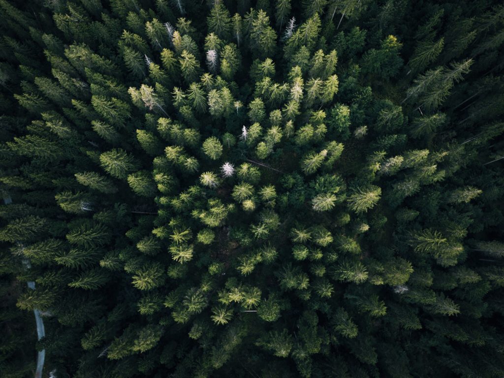 trees from drone - Crew Connection